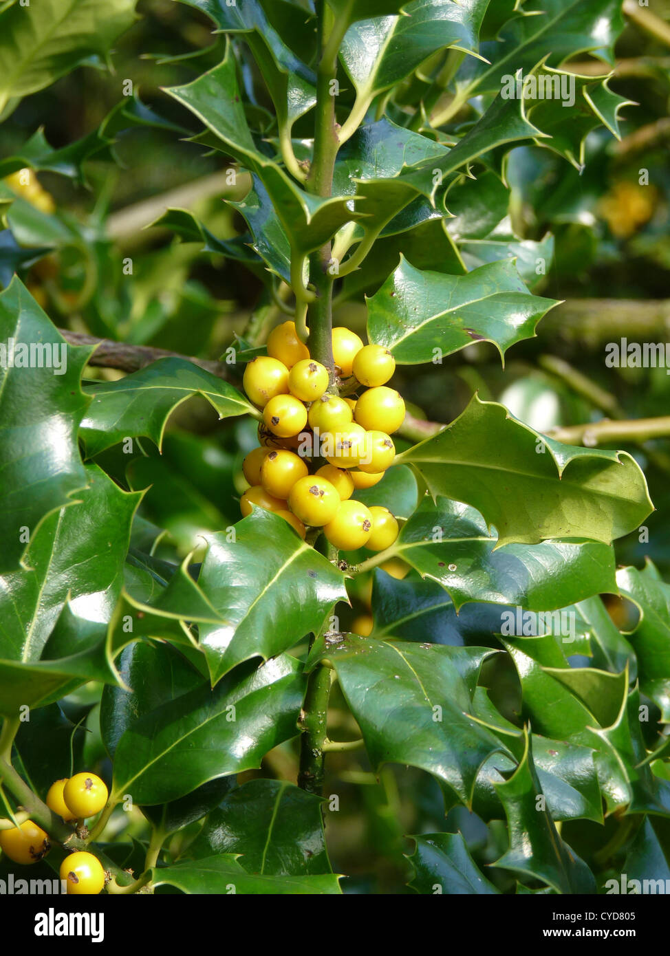 Yellow Holly Stock Photo