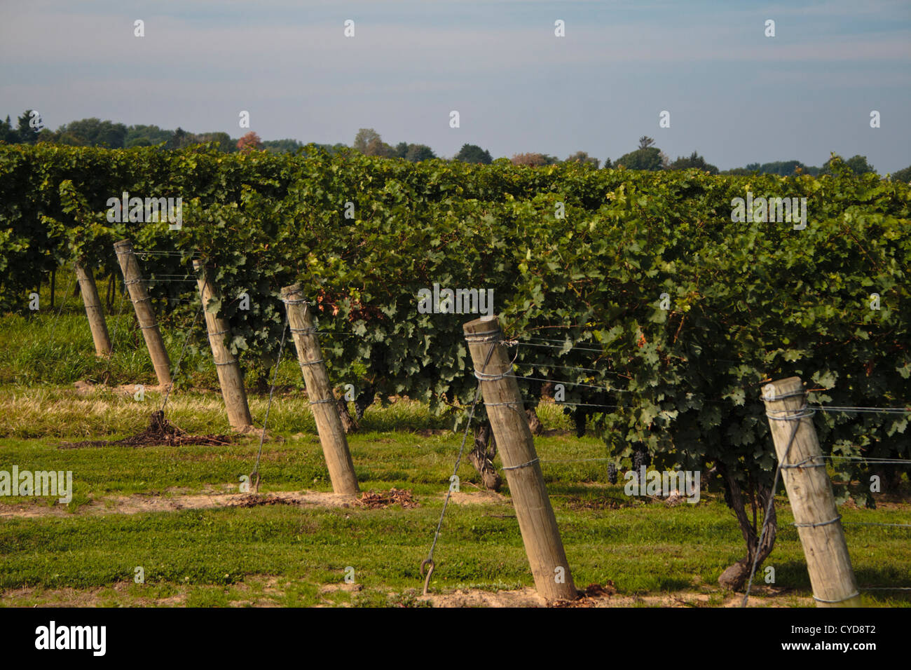 vineyard in Wine Country Ontario Canada Stock Photo Alamy