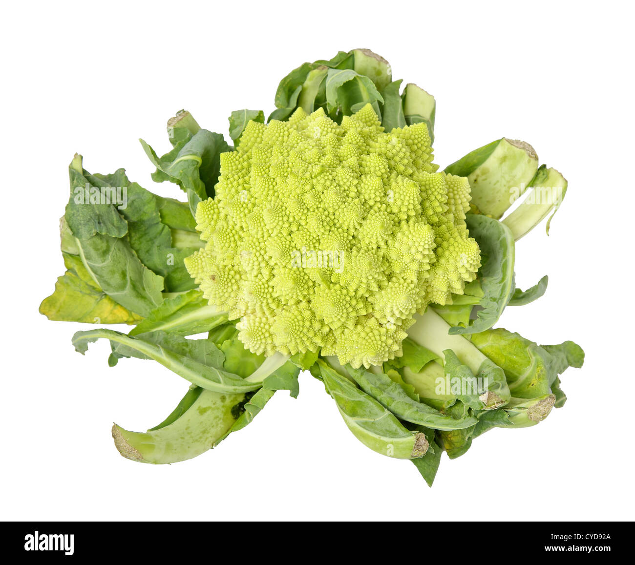 Isolated on white Romanesco broccoli Stock Photo