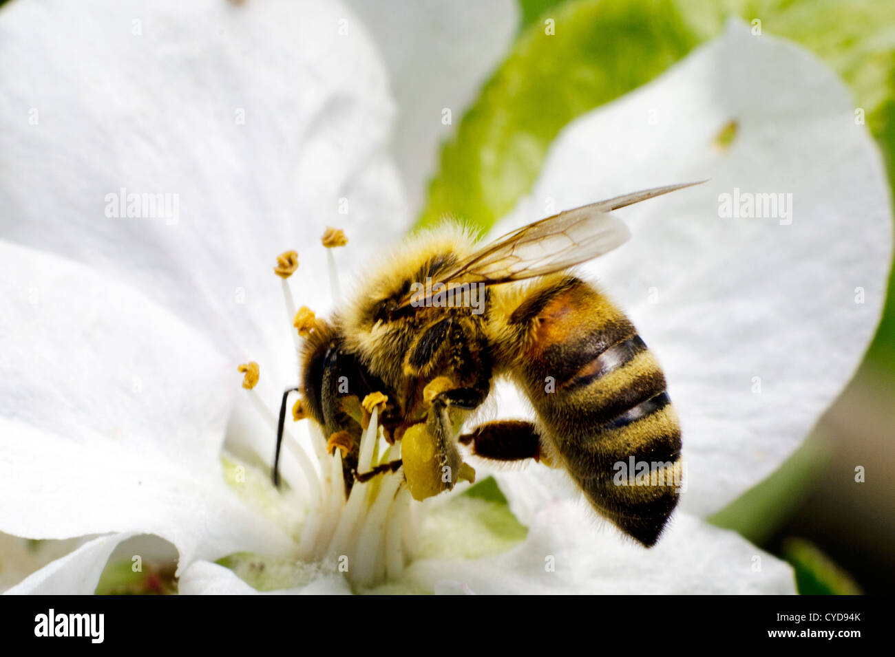 Барсучий нектар. Нектара  свадьба. Барсучий нектар фото. Scent of Honey and Flower Nectar.