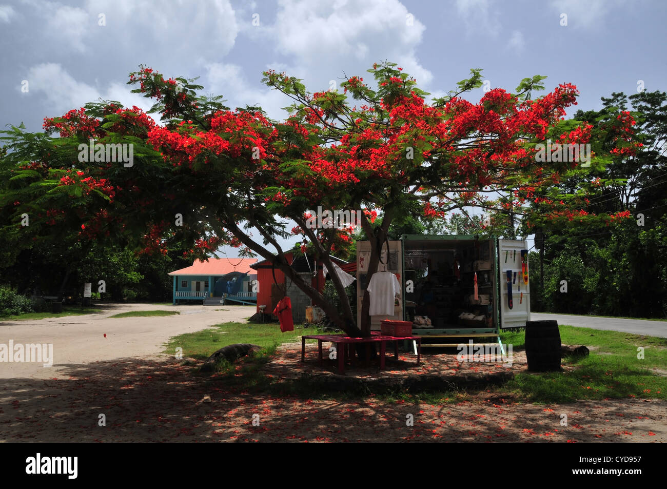 Blue sky white clouds red Flamboyant Tree above open doors container gift-shop, Paradise Beach car-park, Carriacou, West Indies Stock Photo