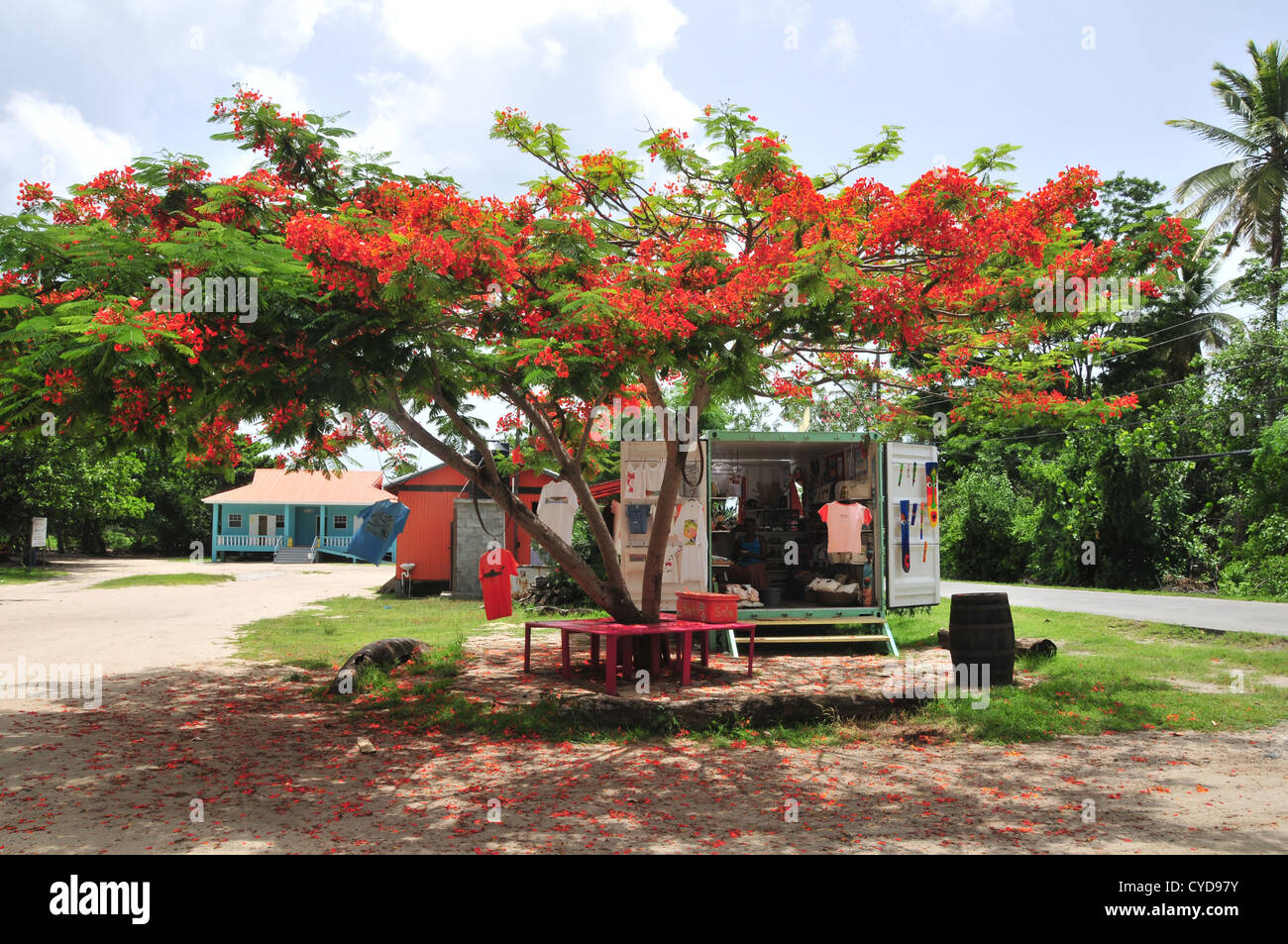 Blue sky view red Flamboyant Tree front gift-shop container with lady vendor, Paradise Beach car-park, Carriacou, West Indies Stock Photo
