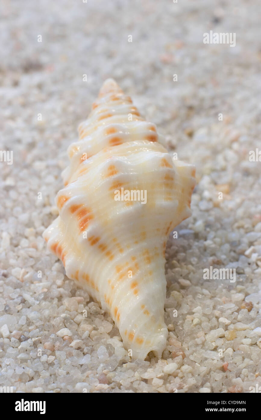 Spiral Seashell on Sand Stock Photo
