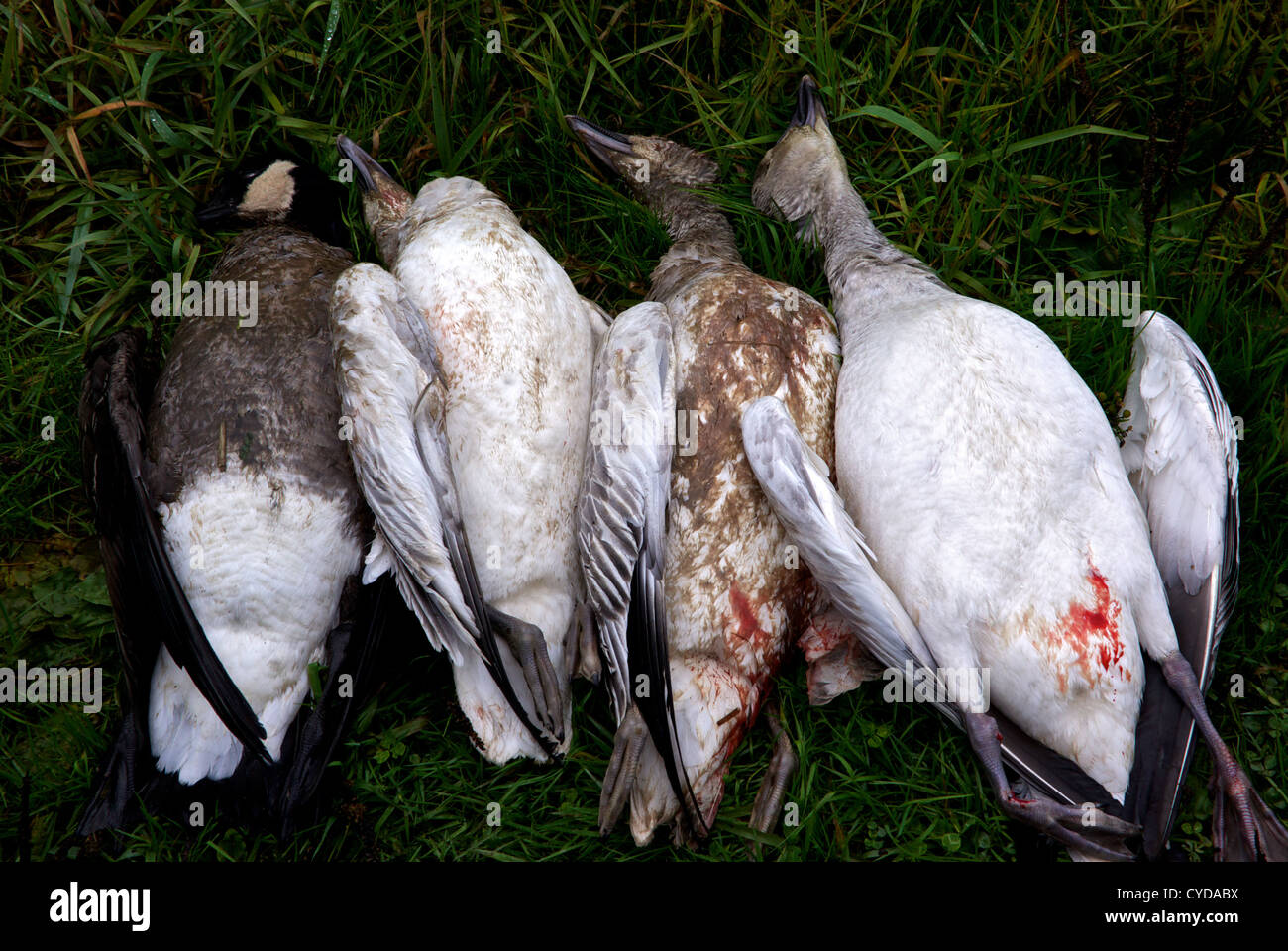 Mixed hunting bag lesser Canada goose and Wrangle Island lesser snow goose from Fraser-Skagit population Stock Photo