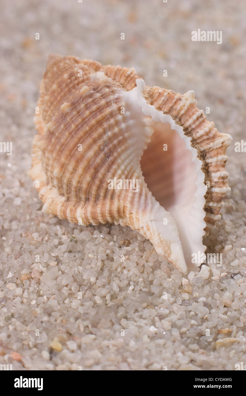 Seashell on Sand Stock Photo