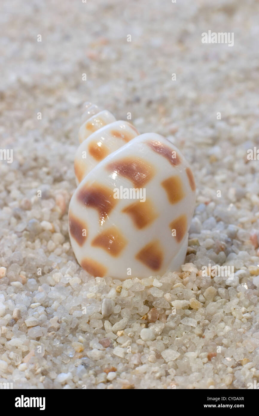 Buccinidae Sea Shell in Sand. Stock Photo