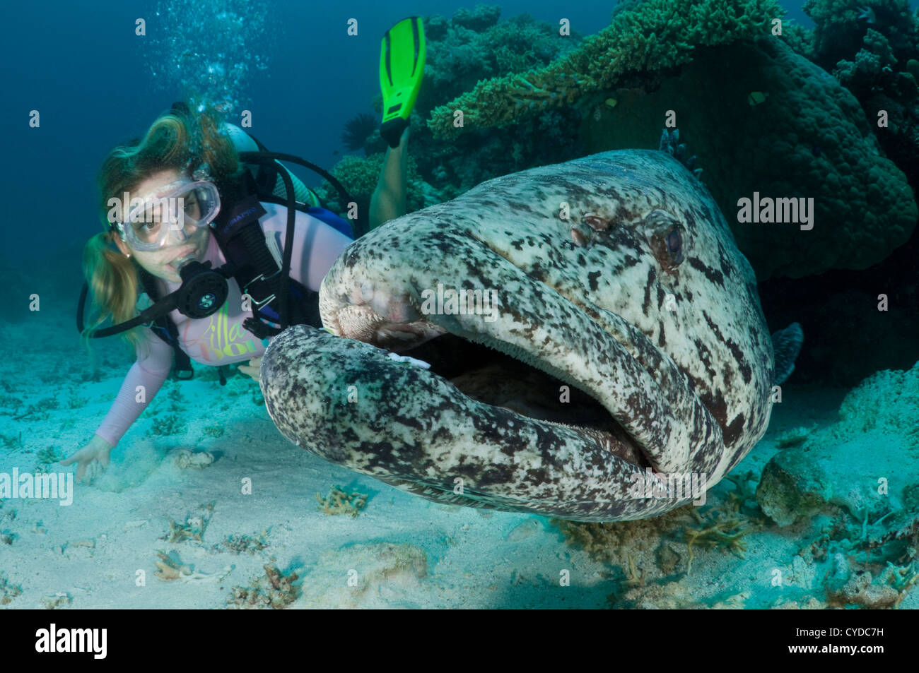 Scuba diver gets up-close and personal with a Potato Cod who is more than twice her weight. Stock Photo