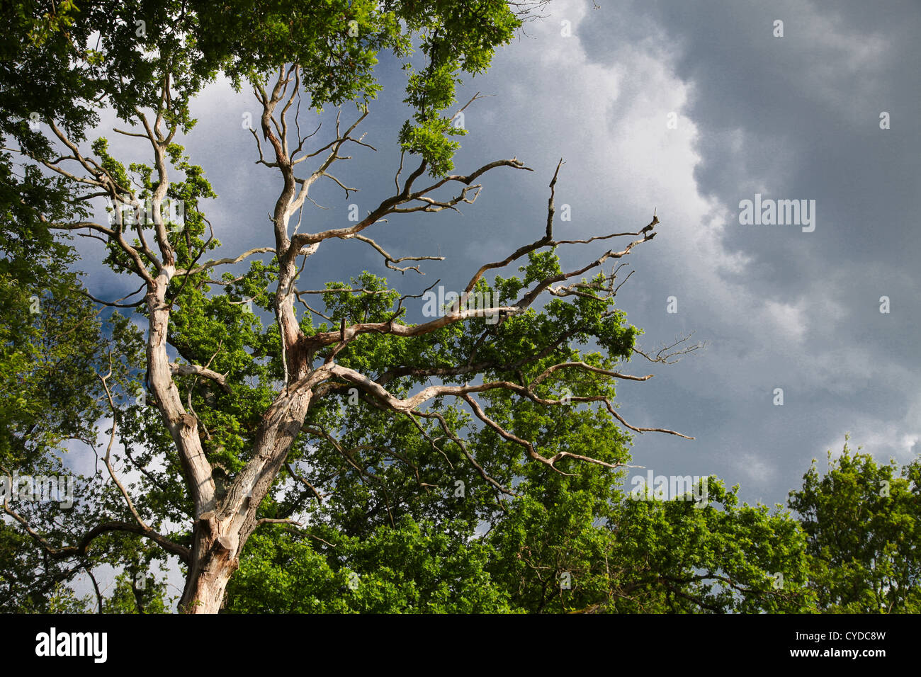 Oak under a stormy sky Stock Photo - Alamy