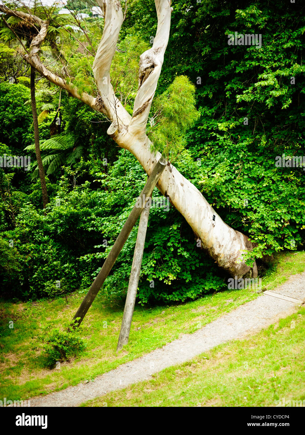 Support - tree held up by wooden poles, New Zealand. Stock Photo