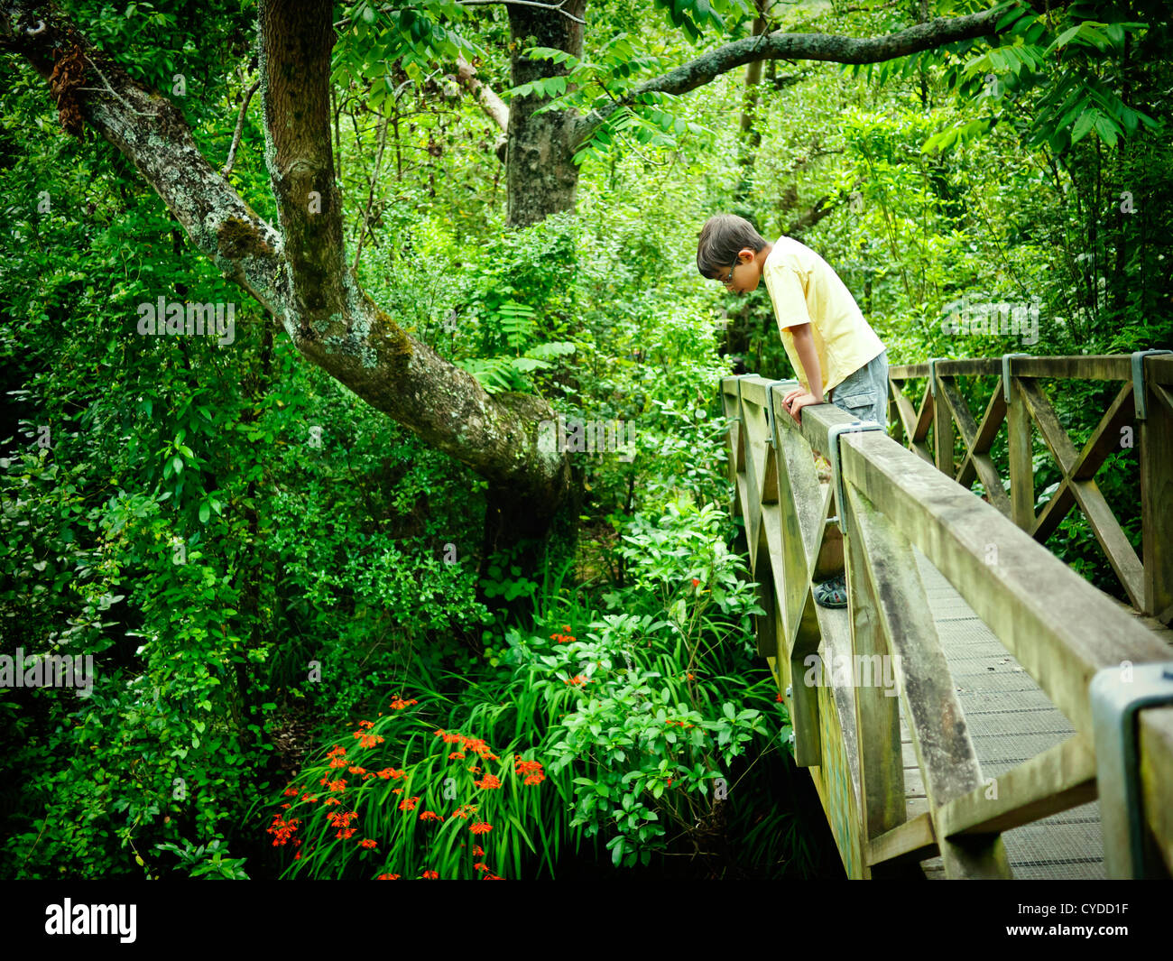 Boy looks over wooden bridge in bush walk, New Zealand Stock Photo