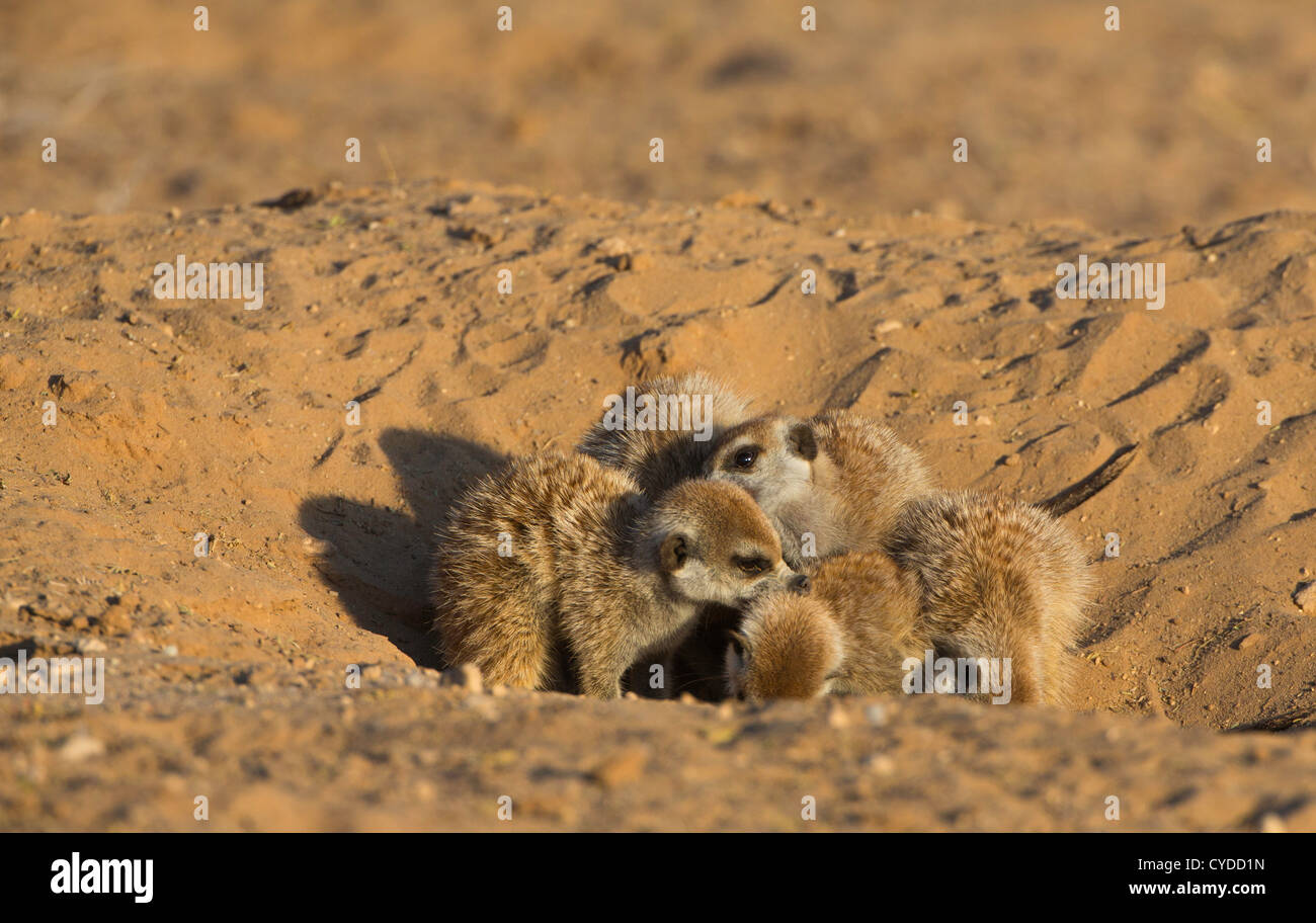 suricate meerkat mutually grooming Stock Photo