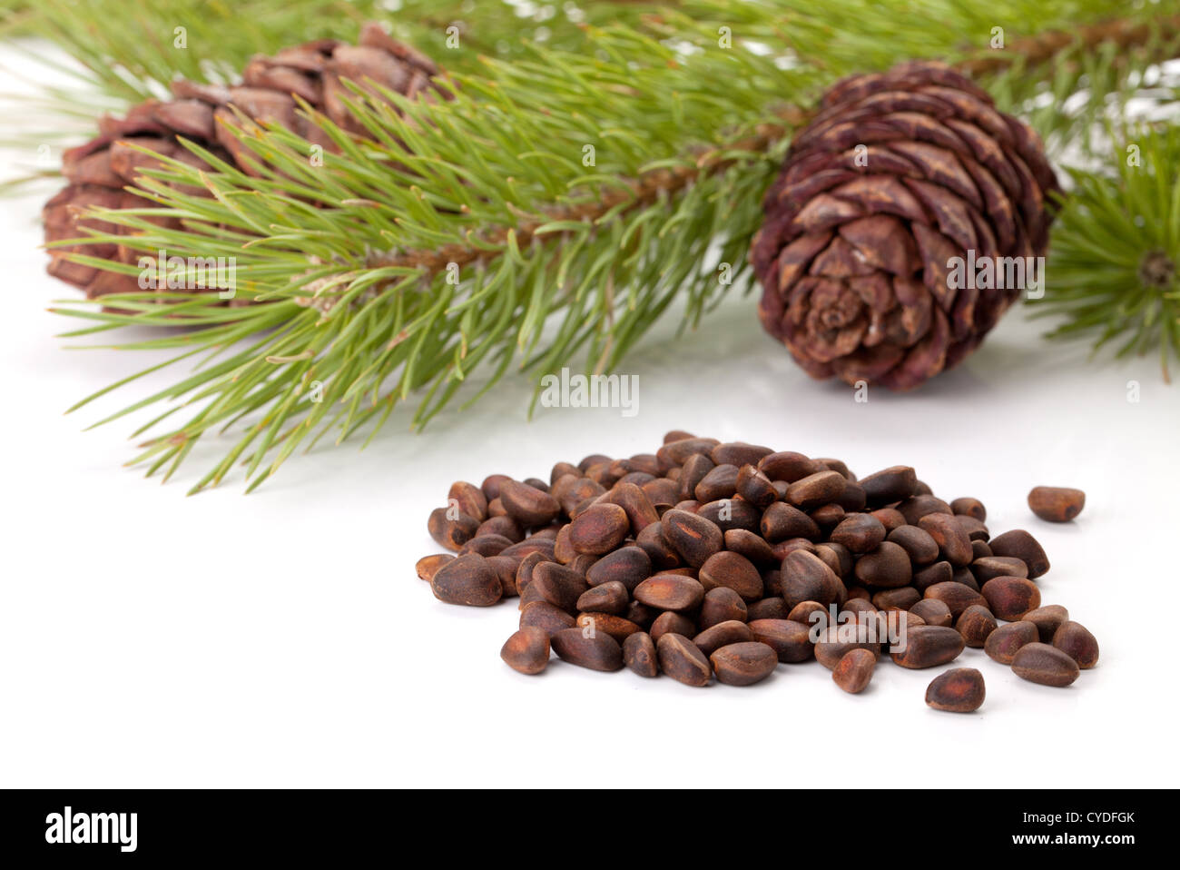 Siberian pine nuts and needles branch on white background Stock Photo