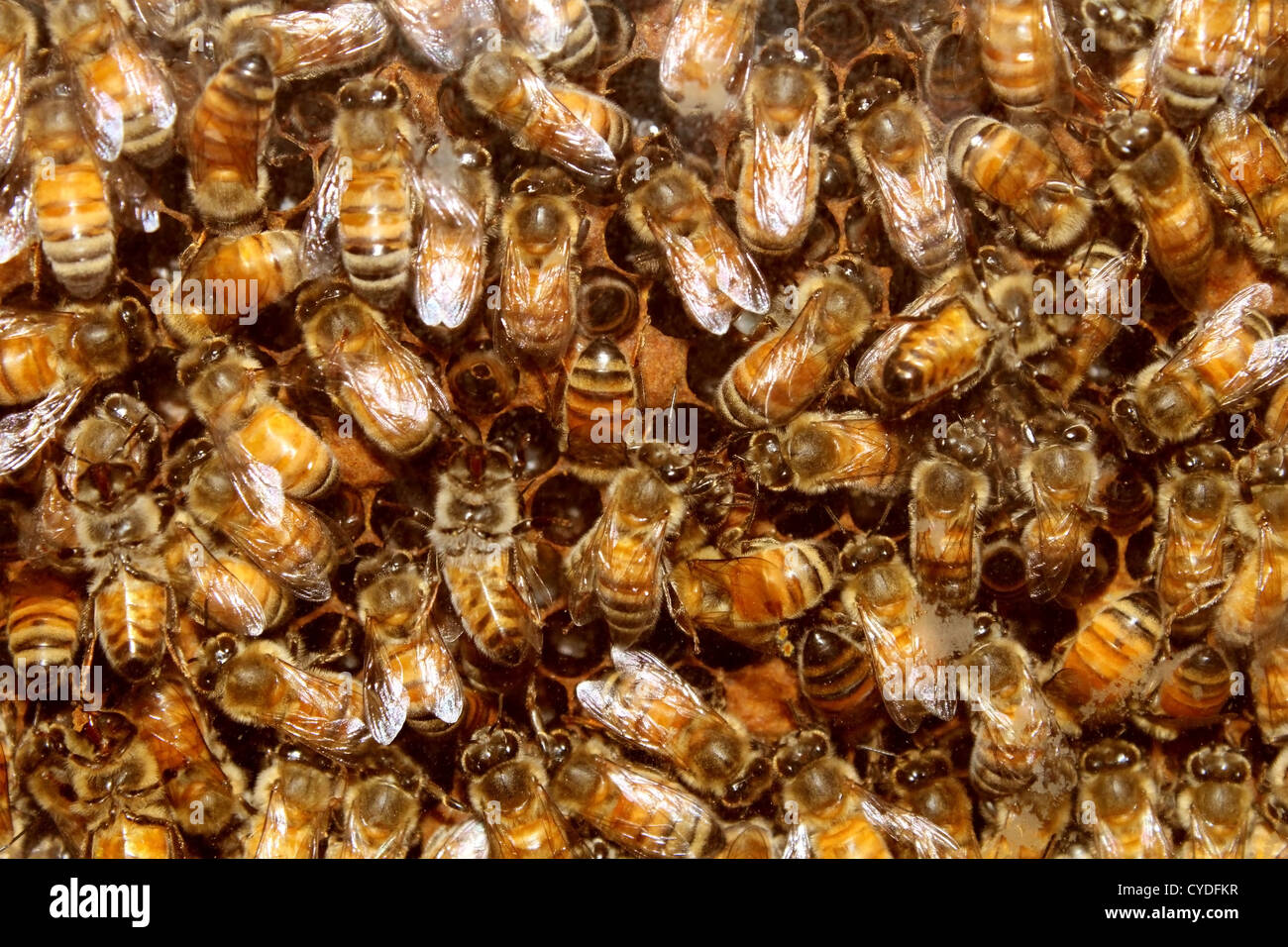 Bees in a beehive making sweet honey in the the honeycomb cell ... Biology Diagrams