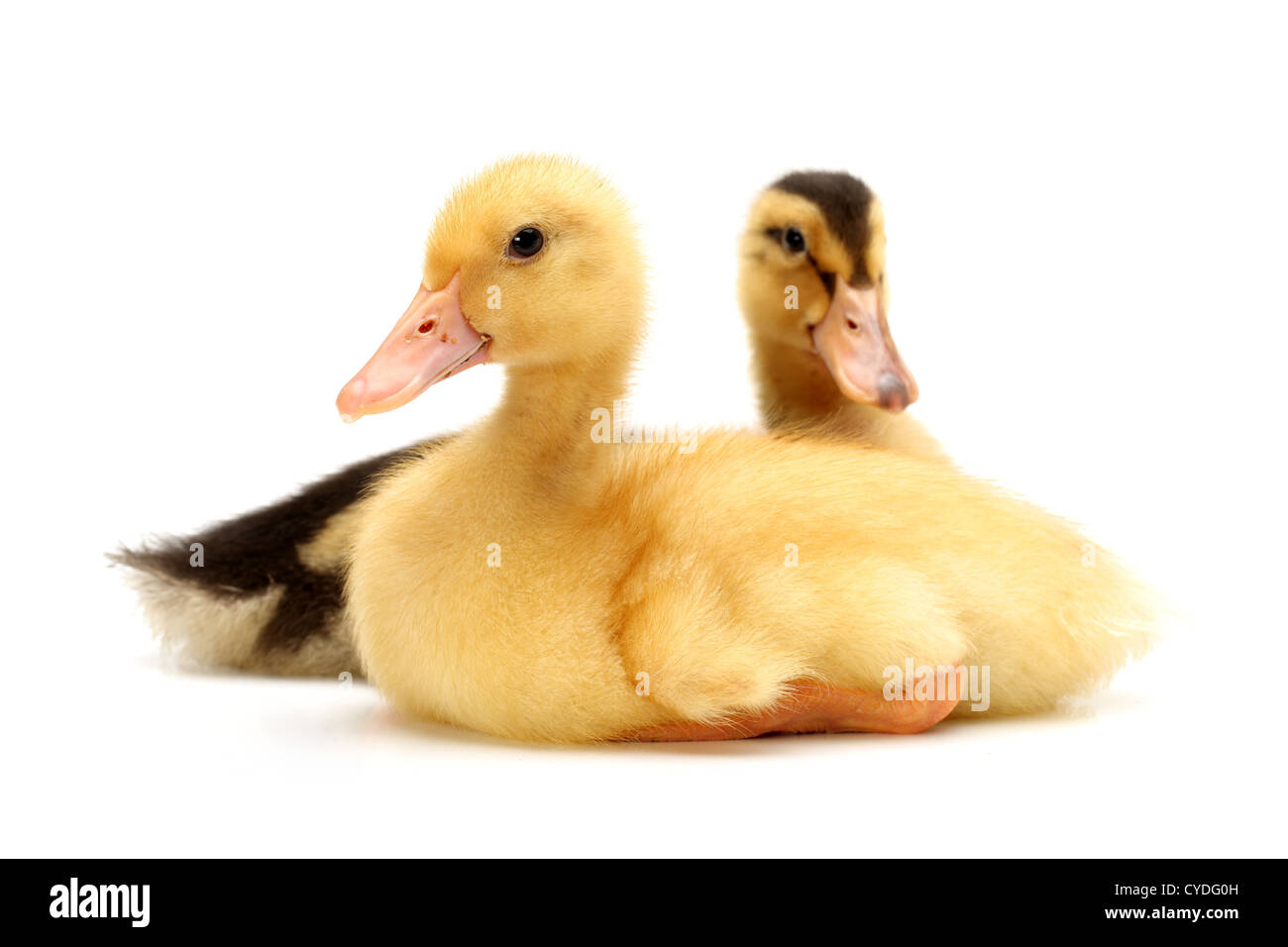 animal, babies,bird, duck, duckling, small, studio, little, feather,  farm, funny, Stock Photo