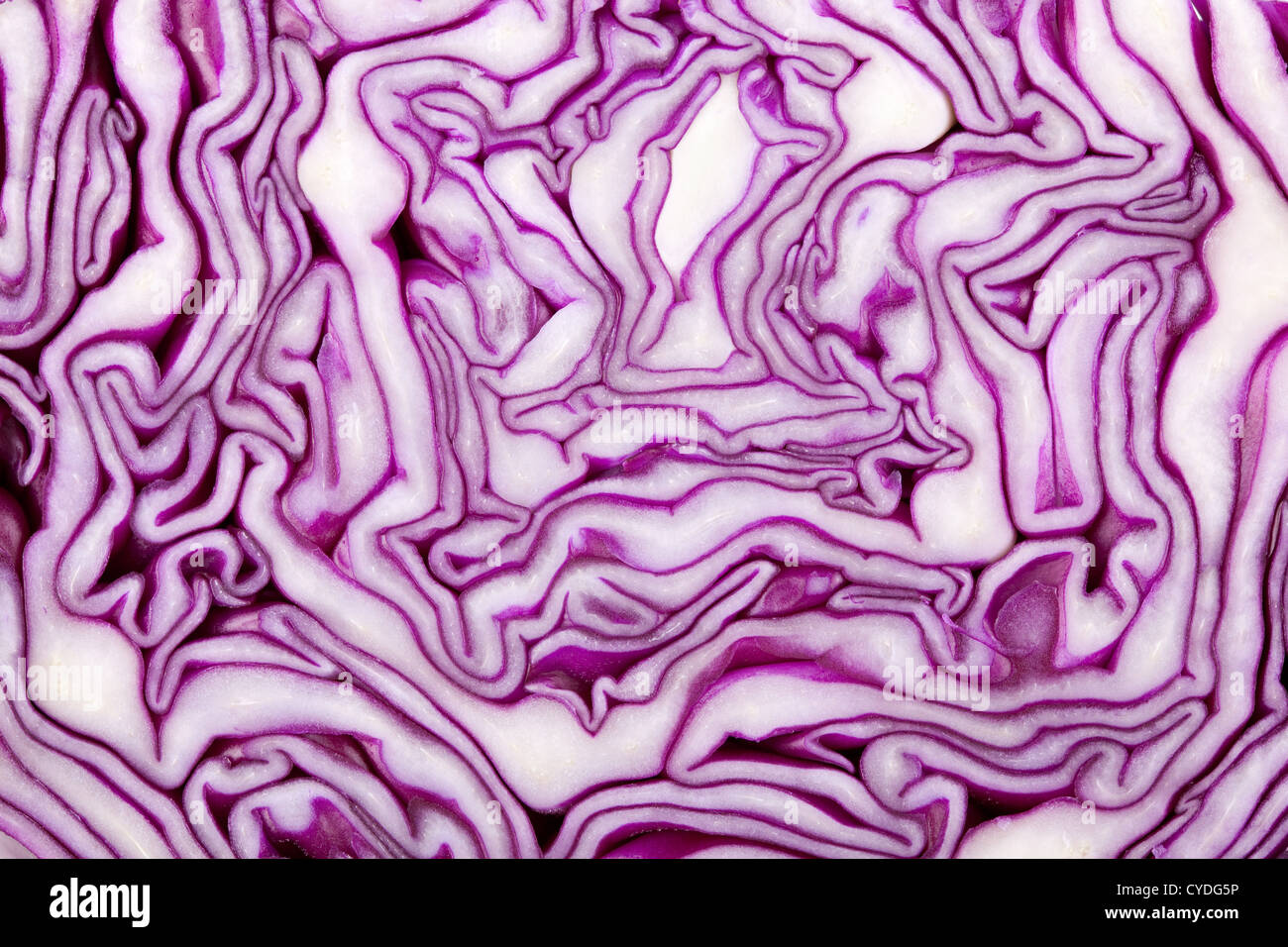 Red Cabbage Texture. Isolated on white background Stock Photo Alamy