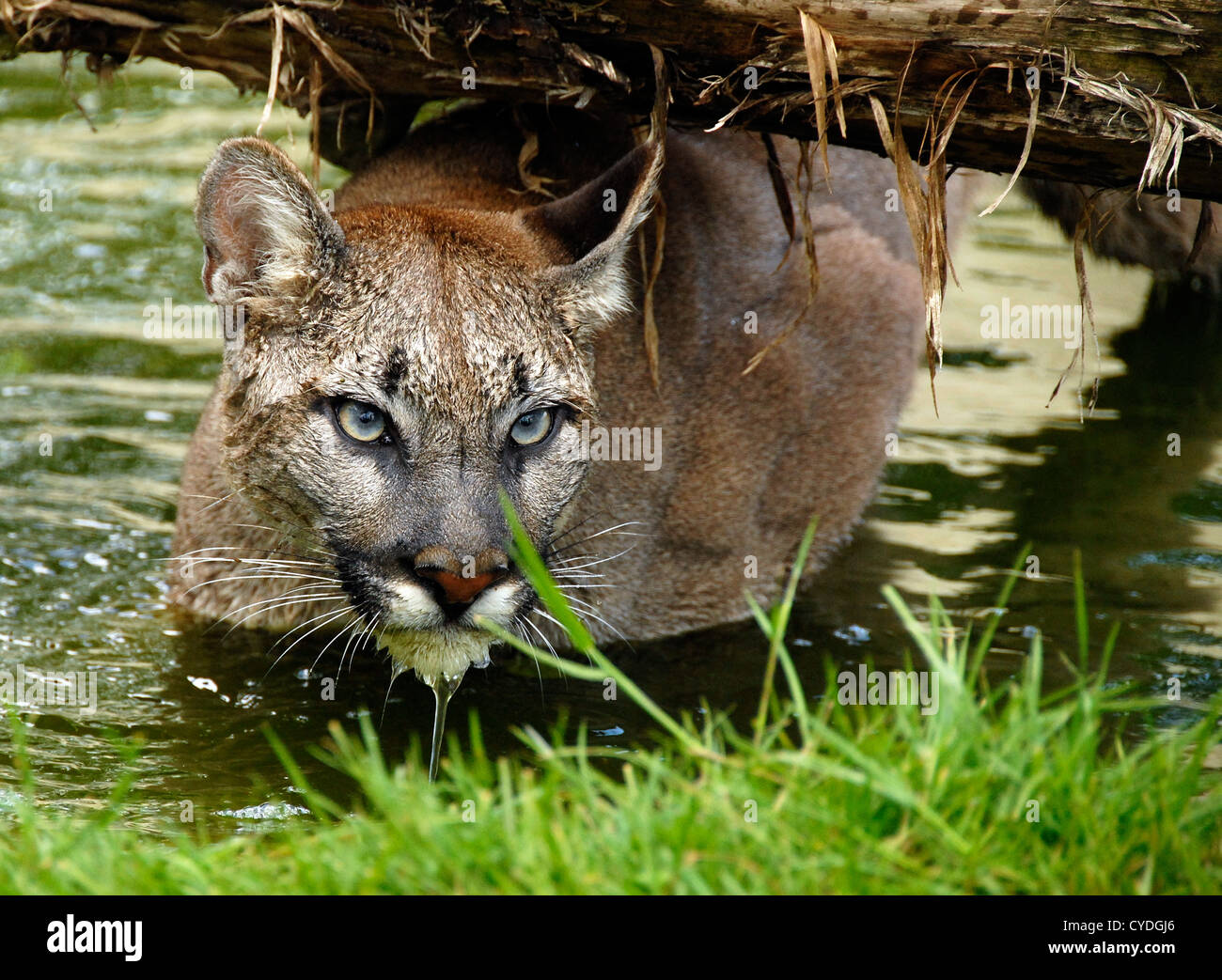 puma swimming