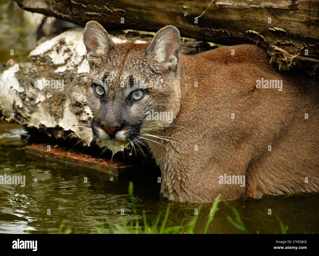 Puma Swimming beneath log Stock Photo 