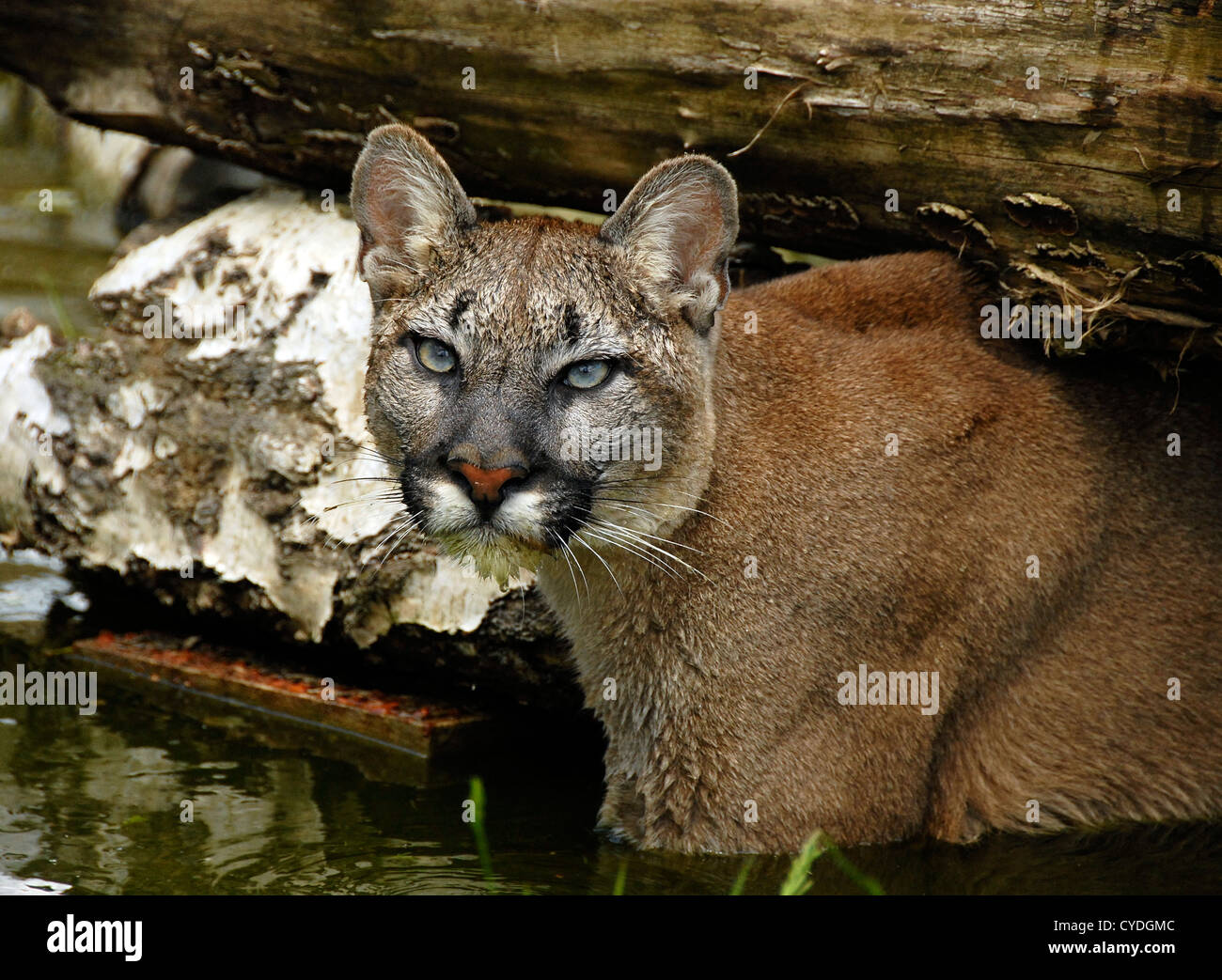 Puma Swimming beneath log Stock Photo