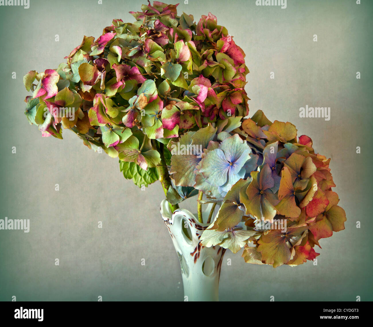 Dry Hydrangea flowers in vase Stock Photo Alamy