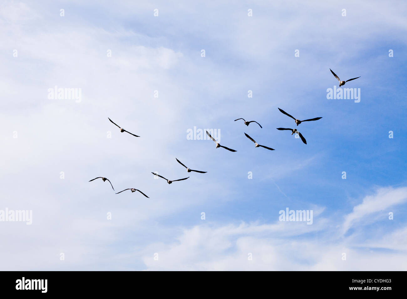 Geese flying away from the camera Stock Photo