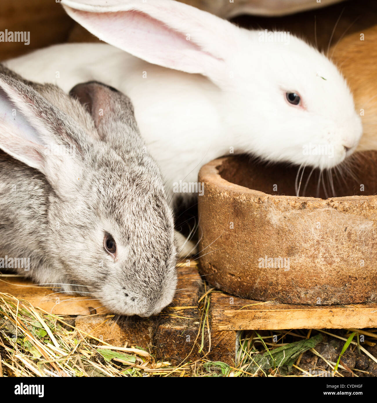 Three different rabbits closeup in hutch Stock Photo