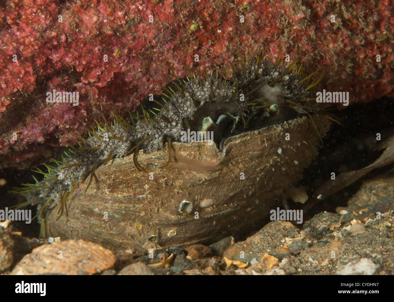 Ormer, Sark, Stock Photo