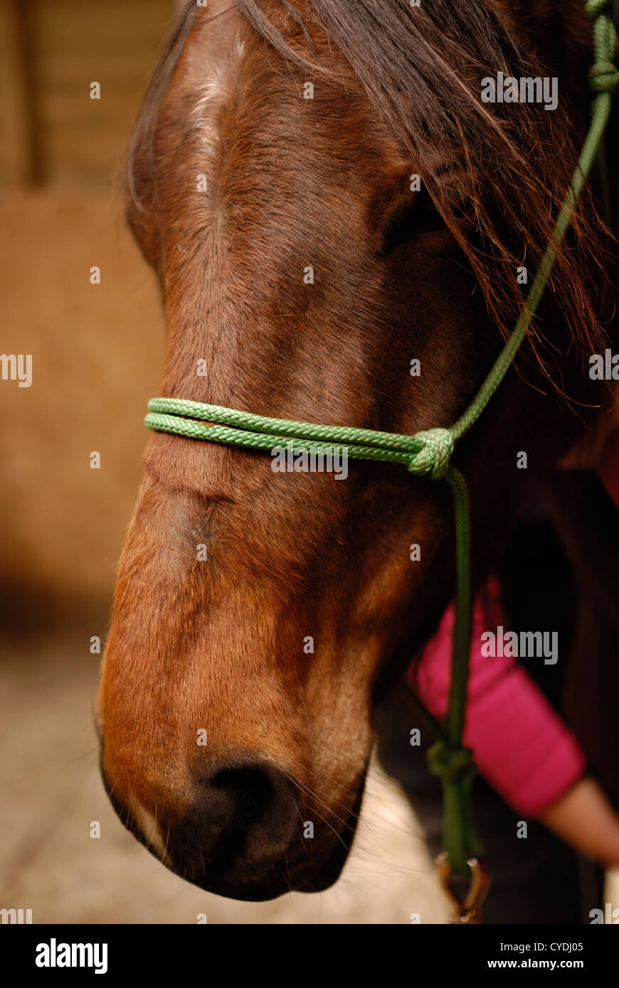 An Arab horse with a green halter standing in the shelter Stock Photo