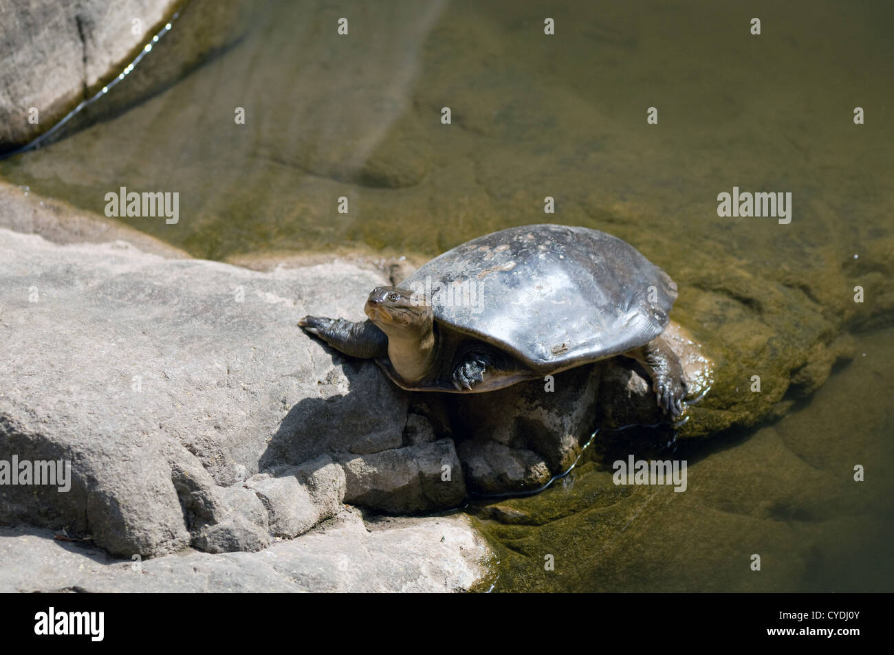 Indian soft-shelled turtle resting on rock Stock Photo