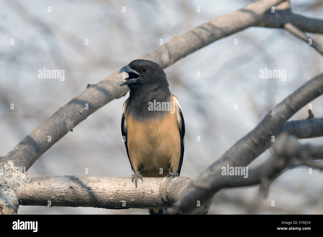 Treepie perched on branch Stock Photo