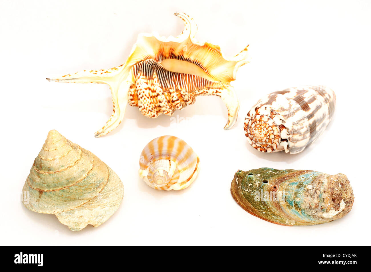 Yellow Cup Seashell, Shells