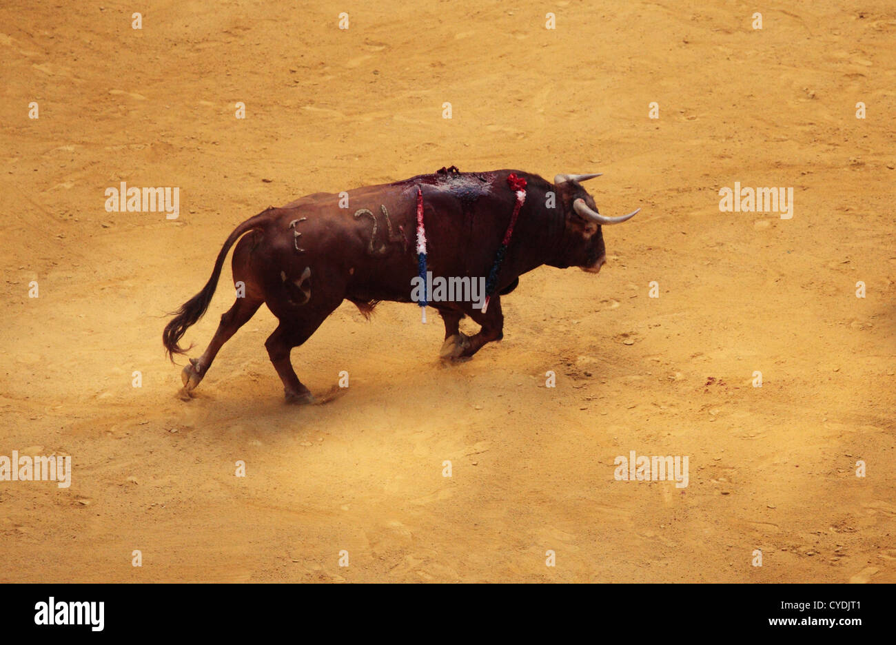 A bull picks up a good head of steam in a bullfight. Stock Photo
