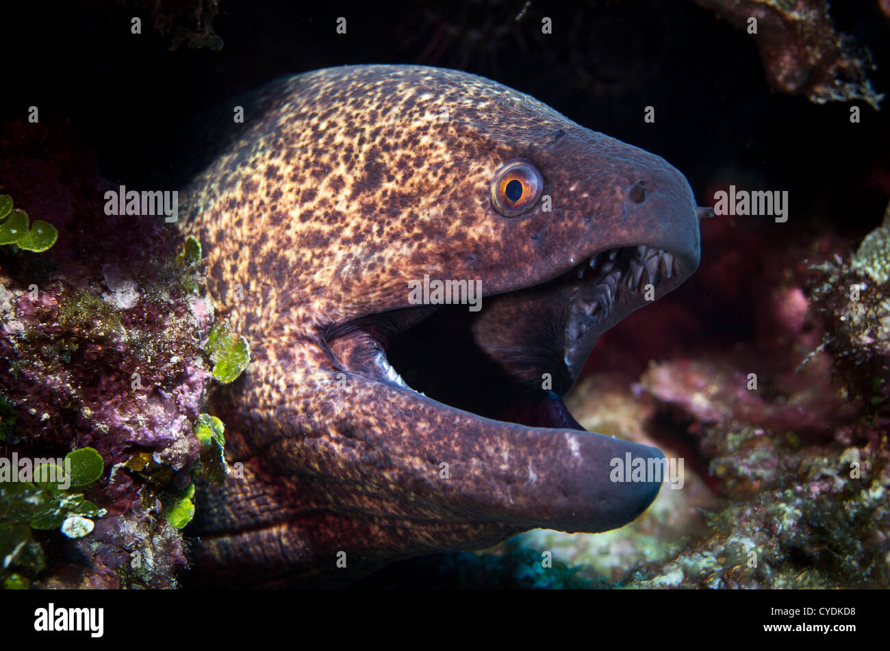 Moray eel, Okinawa Japan Stock Photo