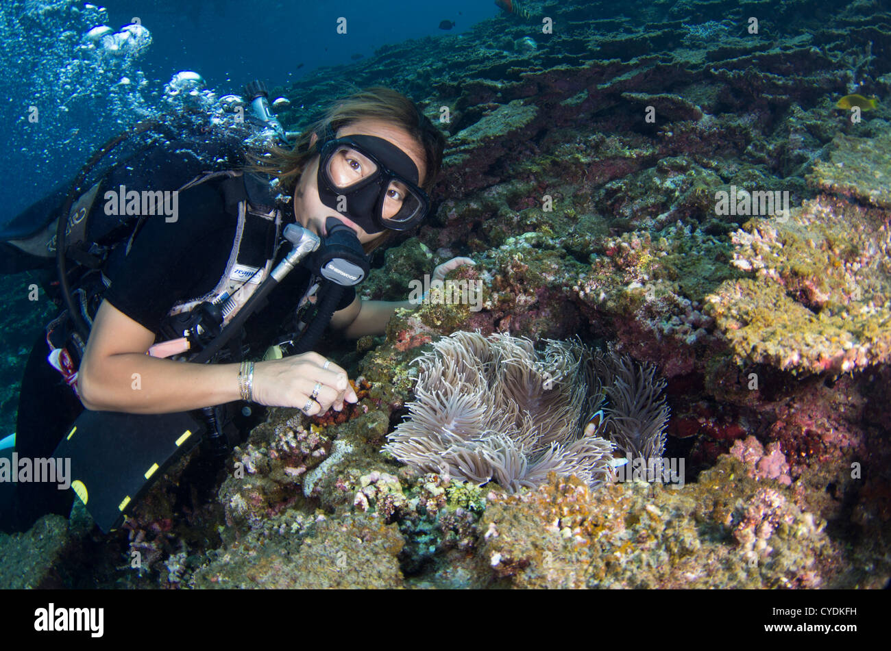 Japanese diver Scuba Diving off the coast of Ishigaki Island, Okinawa, Japan Stock Photo Alamy