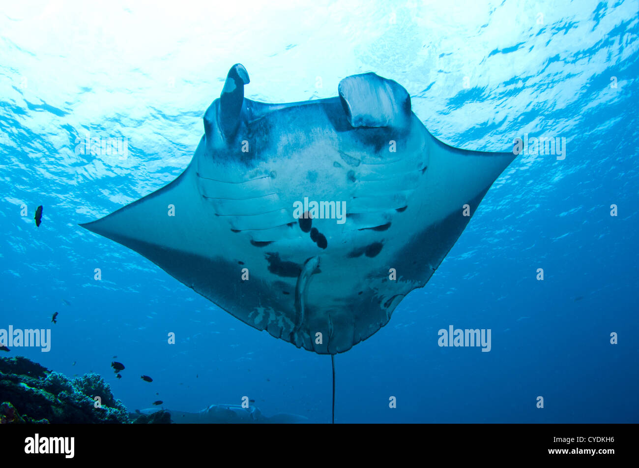 Manta ray at "manta scramble" Kabira Bay off the coast of Ishigaki
