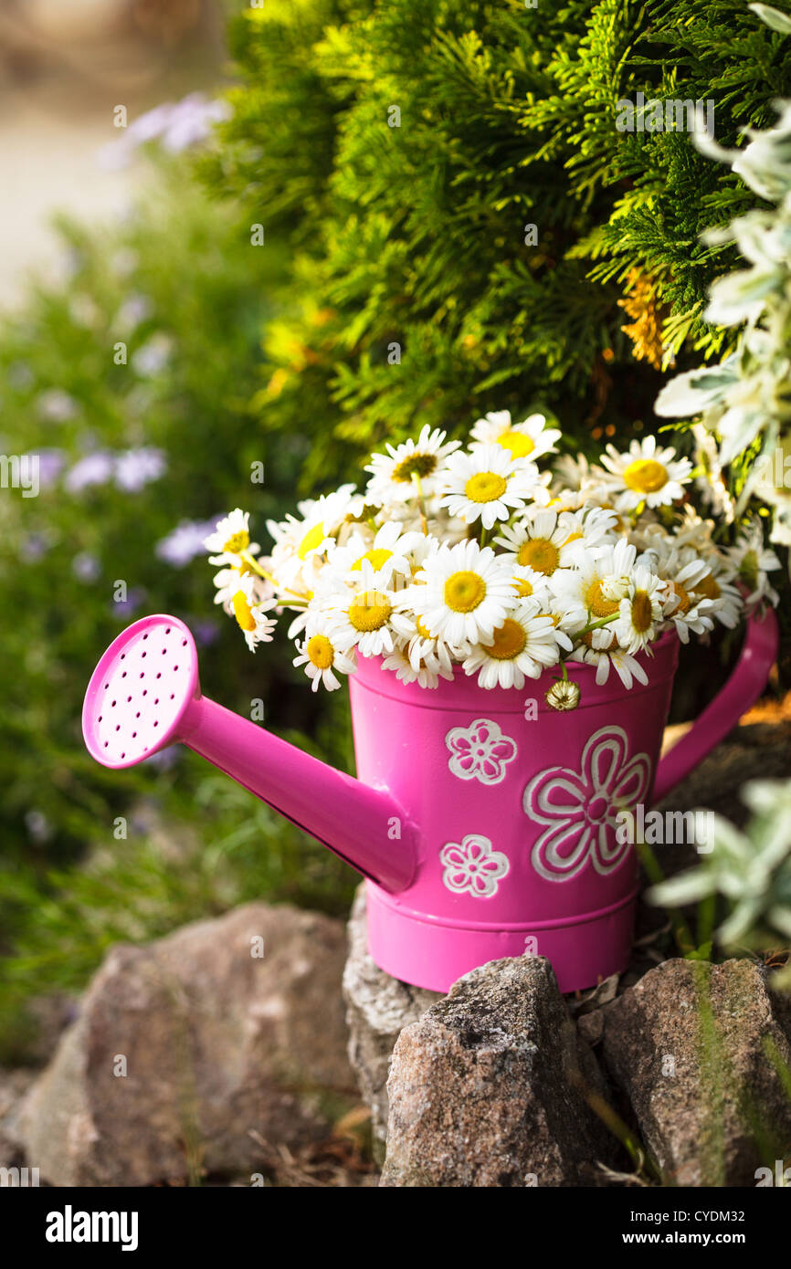 Daisies in a rustic watering can on rock garden Stock Photo Alamy