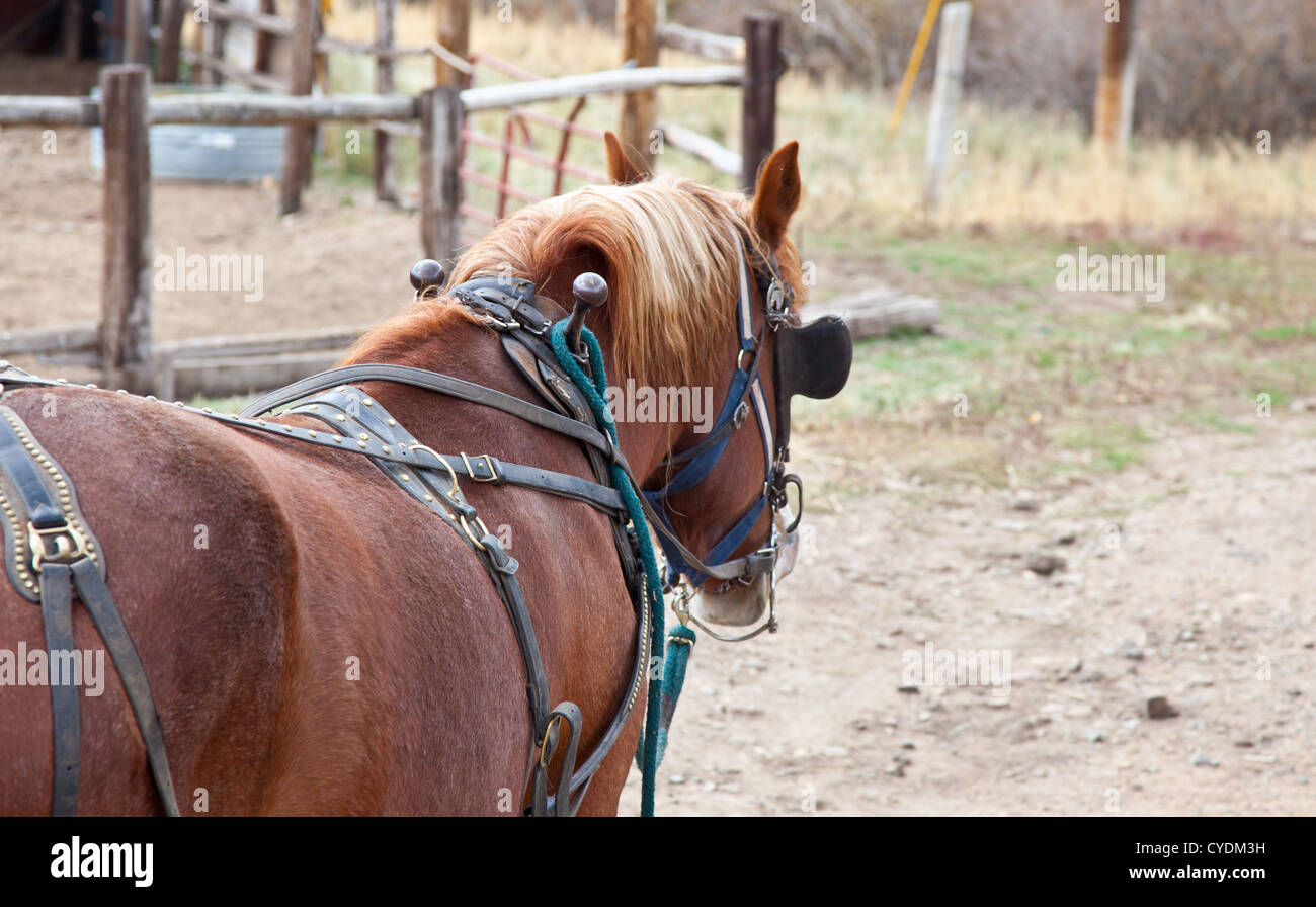 Belgian Draft Horses hitched for work. Estes Park, Colorado Stock Photo