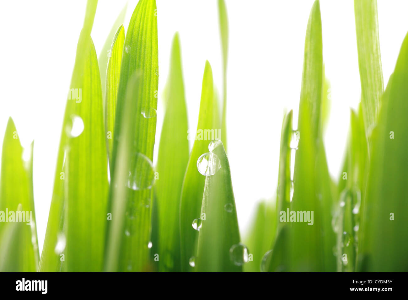 Vivid close up fresh hi-res stock photography and images - Alamy