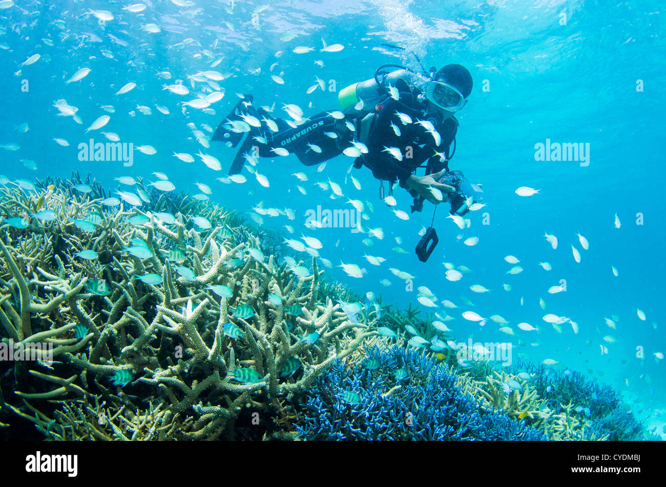 Scuba Diving over coral reef off the coast of Ishigaki Island, Okinawa