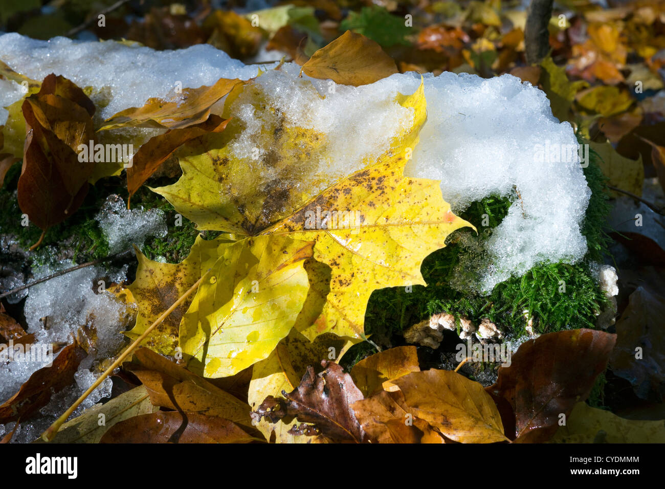 Frozen leaves covered log hi-res stock photography and images - Alamy