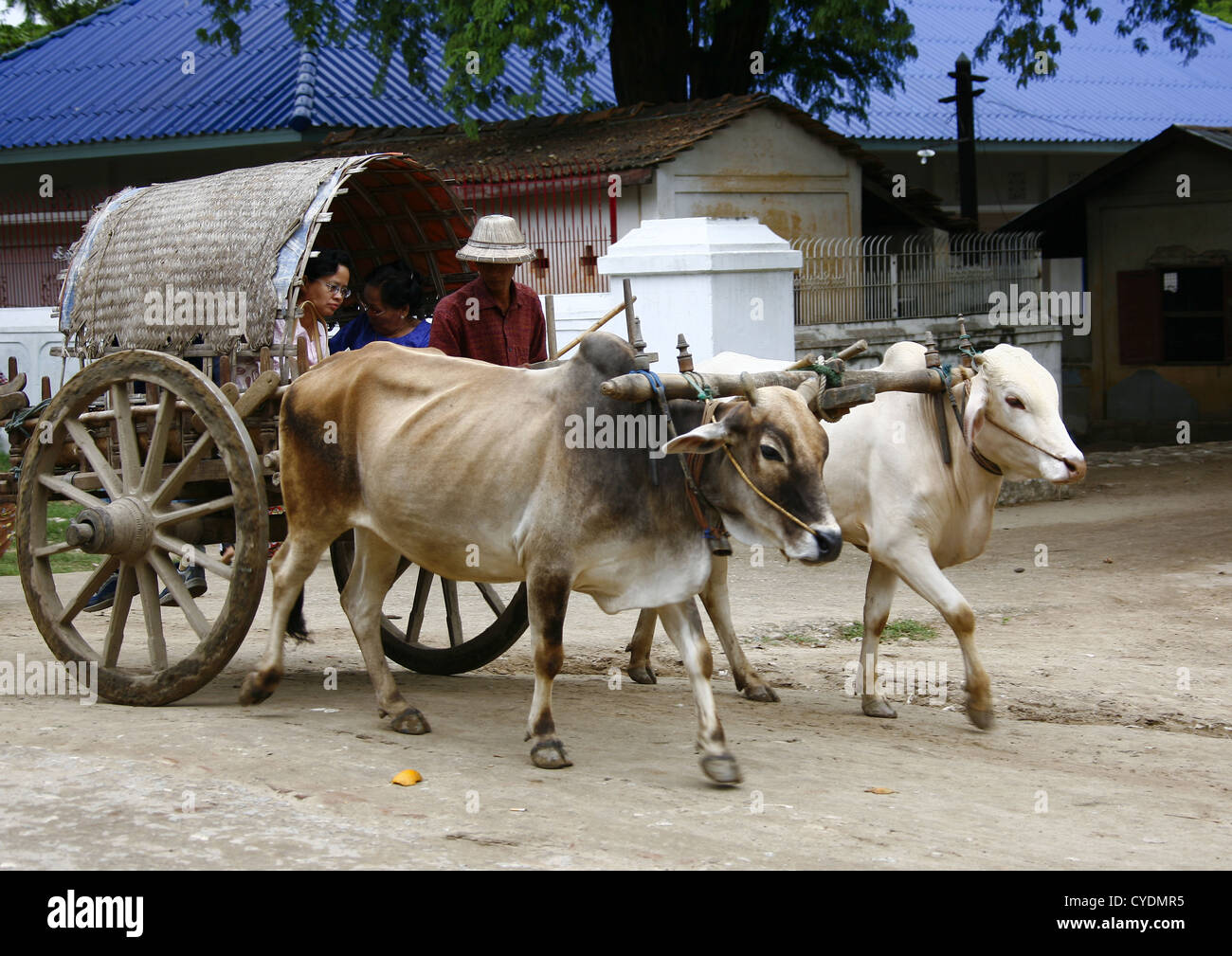 Man Driving Bullock Cart In Mandalay, Myanmar Stock Photo