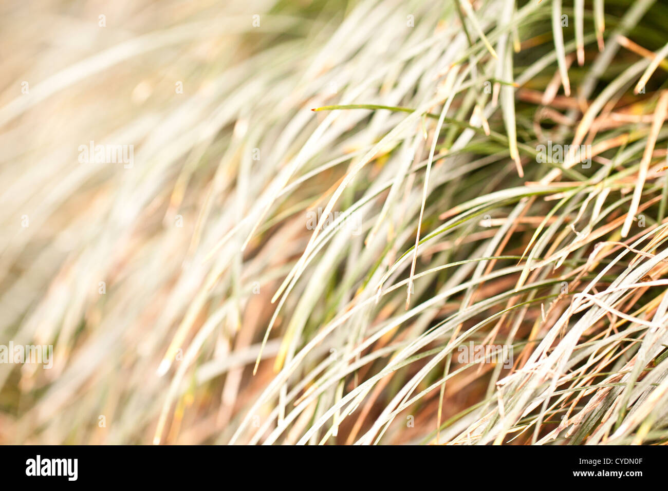 Yellow leaf and green grasses hi-res stock photography and images - Alamy