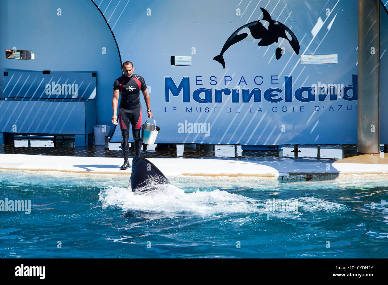 Antibes, France - May 3, 2012: Marineland entertainment park - whale trainer feeding killer whale after training session Stock Photo