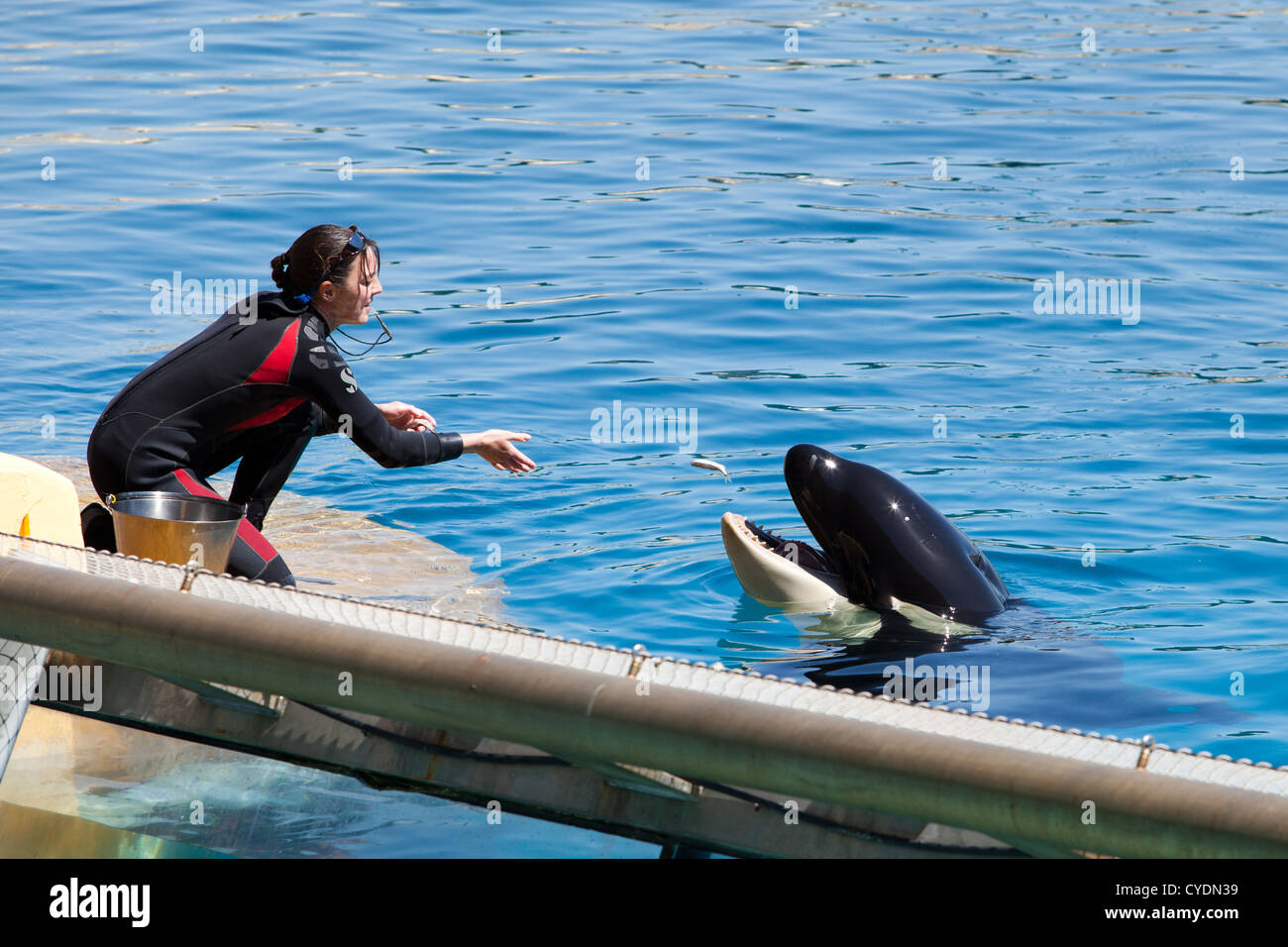 Marineland, Antibes, France - May 3, 2012: female animal trainer working with killer whales Stock Photo
