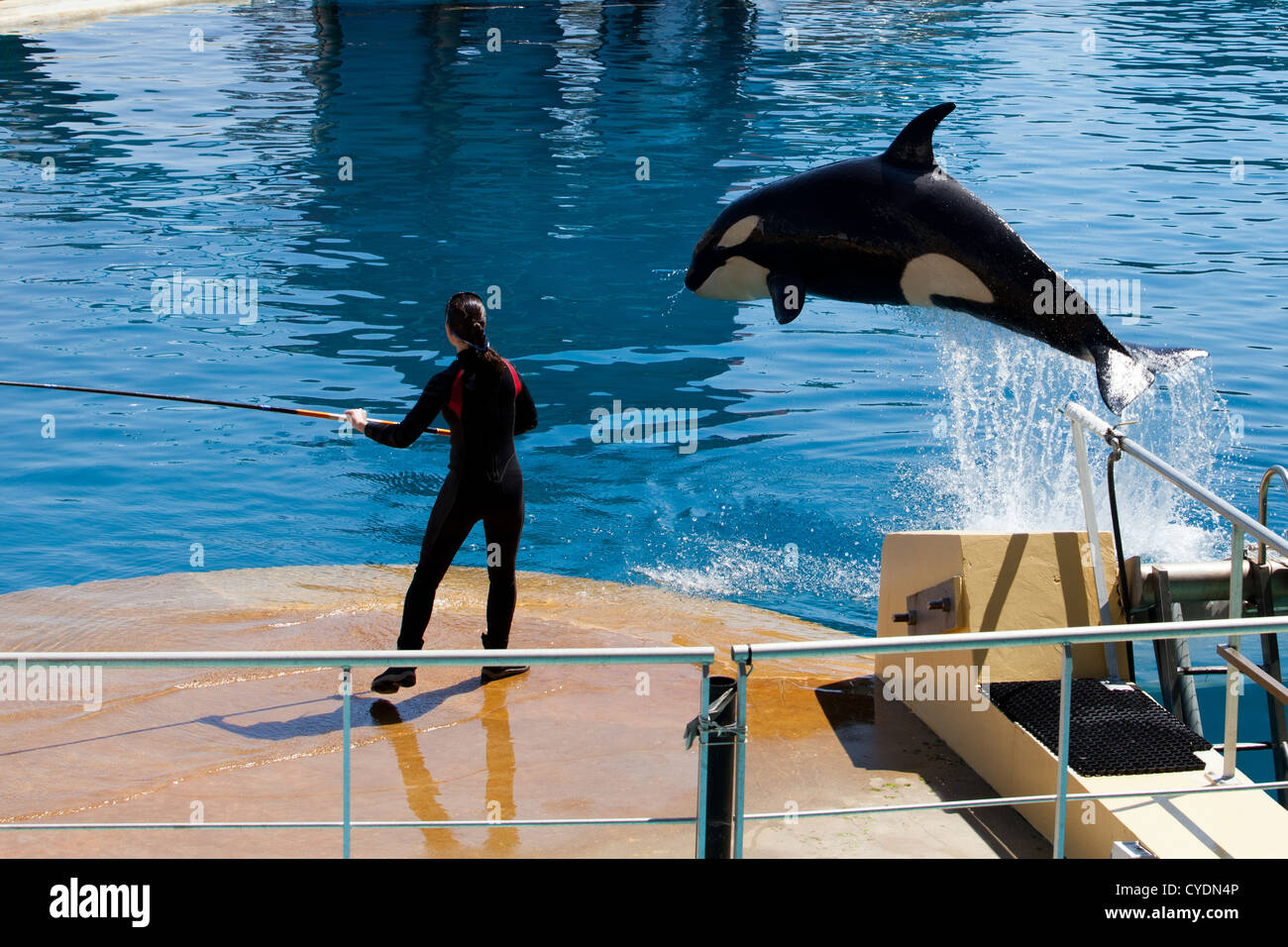 Whale trainer at waterproof suit giving a lesson to one of its apprentices - a killer whale Stock Photo