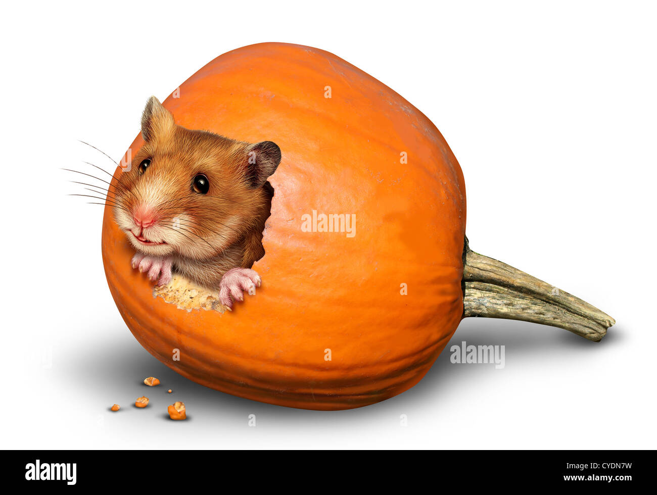 Thanksgiving harvest symbol with a fun mouse like rodent or pet hamster inside a hole of an eaten pumpkin on a white background Stock Photo