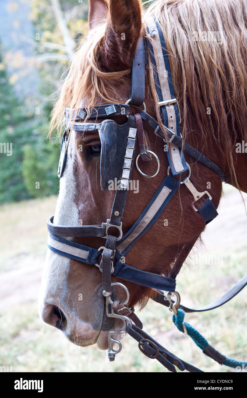 A close up shot of a Belgian Horse in full tack hitched to a wagon. Estes Park, Colorado. Stock Photo