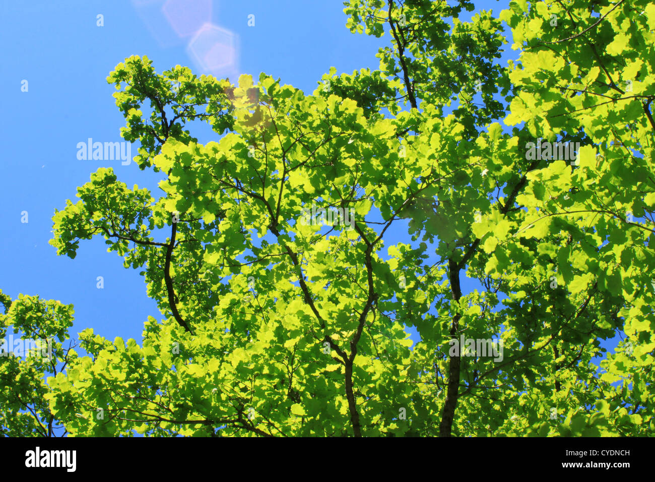 Bright green foliage against a background the blue sky Stock Photo