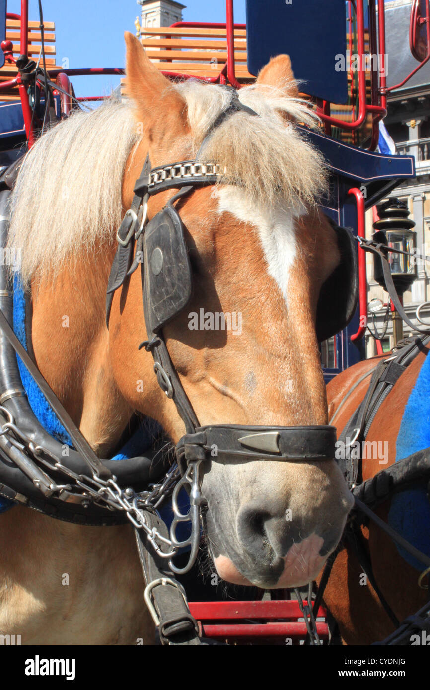 Horse in a harness hires stock photography and images Alamy