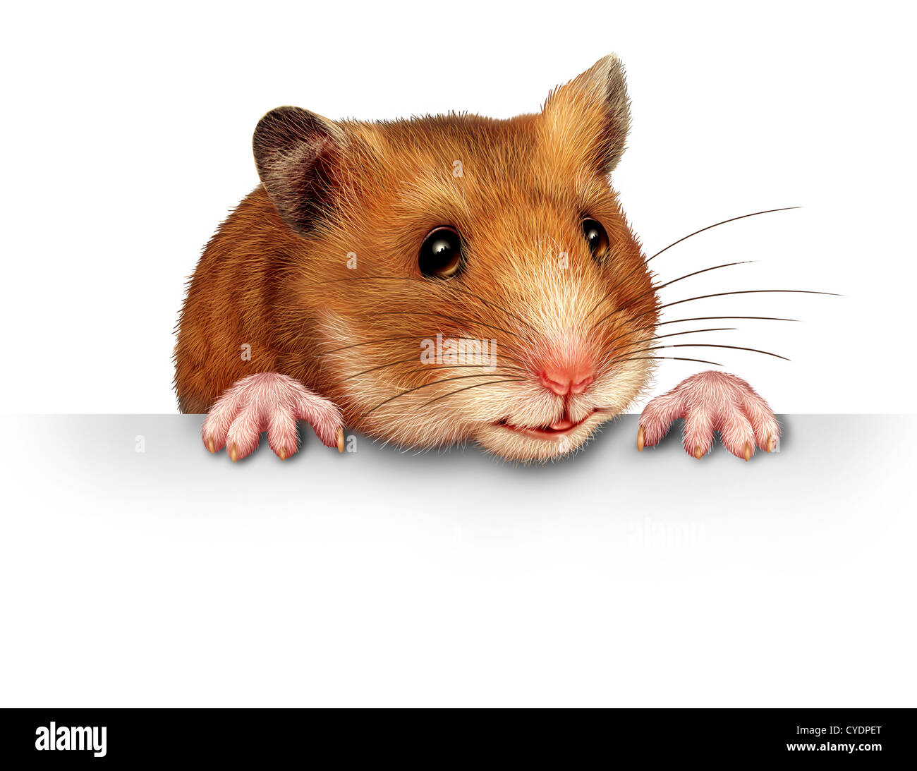 Hamster tube картачка. Хомяк выглядывает. Карточки животные хомяк. Хомяк английски. Хомяк на белом фоне.