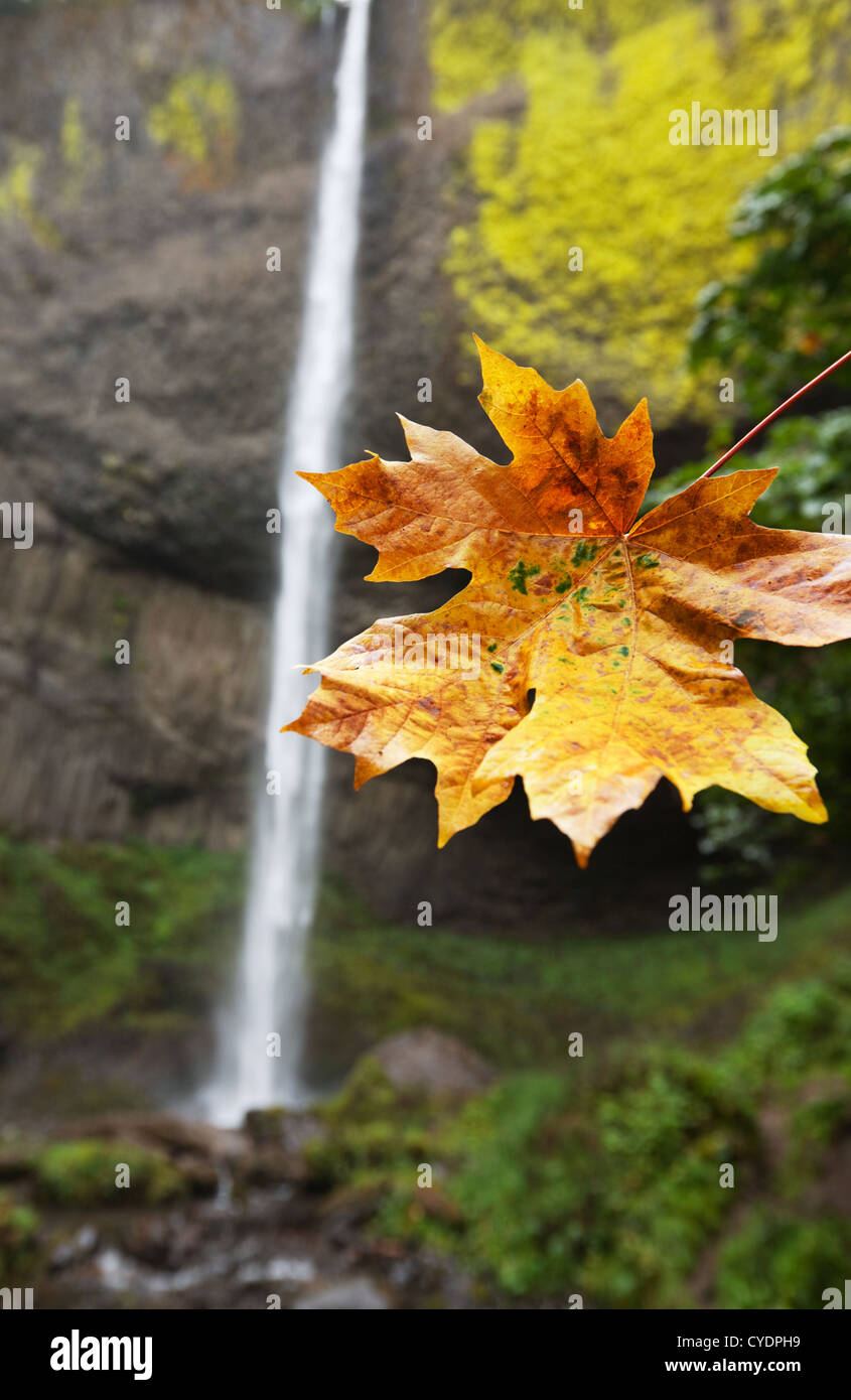 Tree with autumn leaves hi-res stock photography and images - Alamy